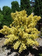 Euonoymus/EuonymusjGoldQueen.JPG