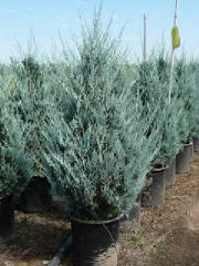 Junipers/JuniperusscopulorumWitchtaBlue.JPG