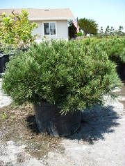 Pinus/Pinusmugo1.JPG