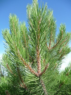 Pinus/P1050872.JPG