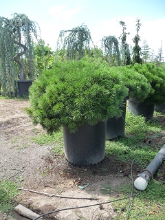 Pinus/Pinusmugo2.JPG