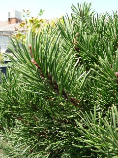 Pinus/Pinusmugofoliage1.JPG
