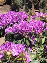 Rhoddies/rhododendronburgundy.jpg